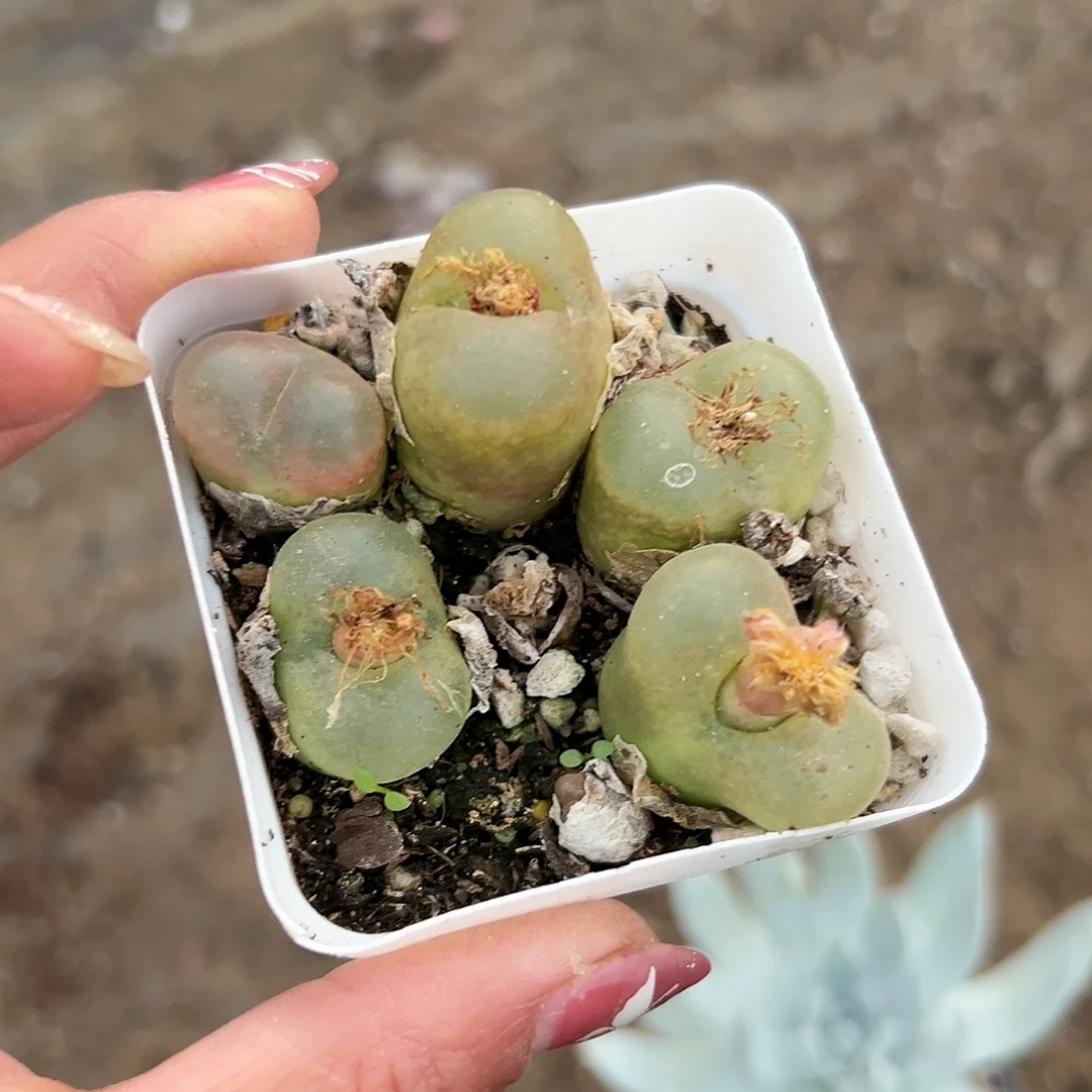多肉植物多肉植物