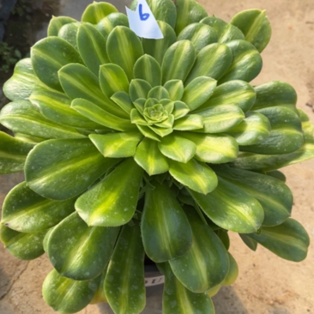 【闪购商品】6翡翠琉璃多肉法师