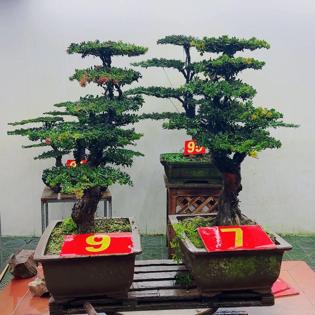 不开花植物罗汉松