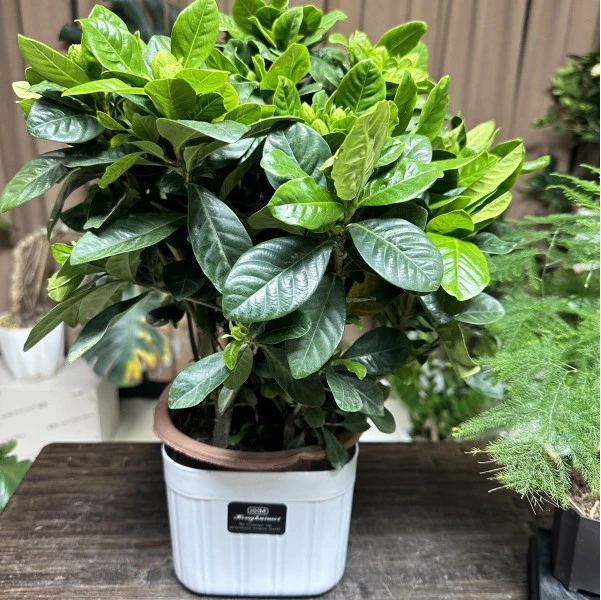 【新疆包邮】230栀子花丛生盆栽植物花苞室内净化空气质量