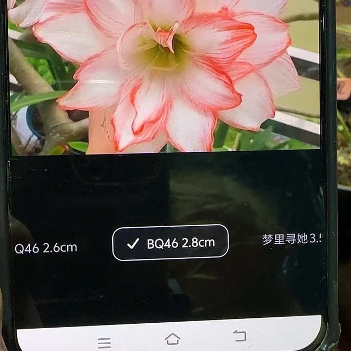 越朱BQ46朱顶红2.8厘米