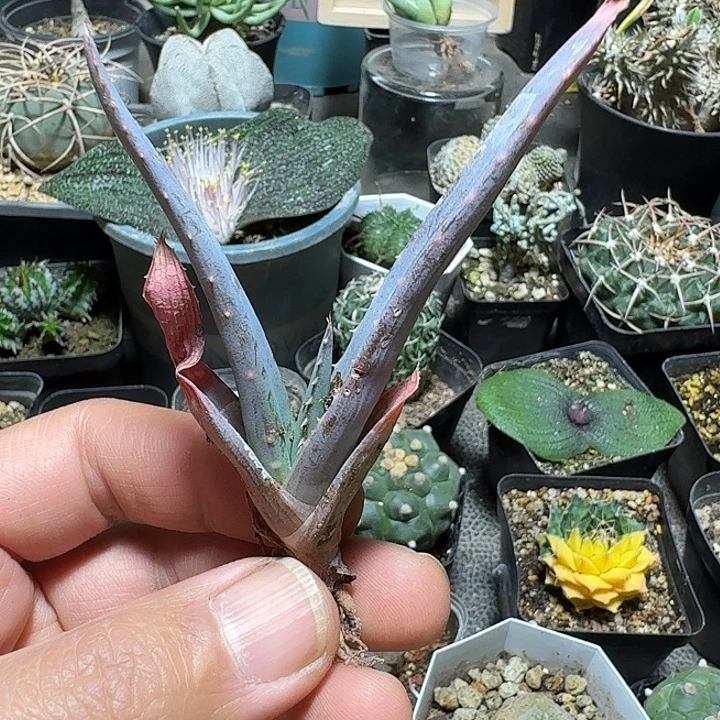 605推进器芦荟脱土发货