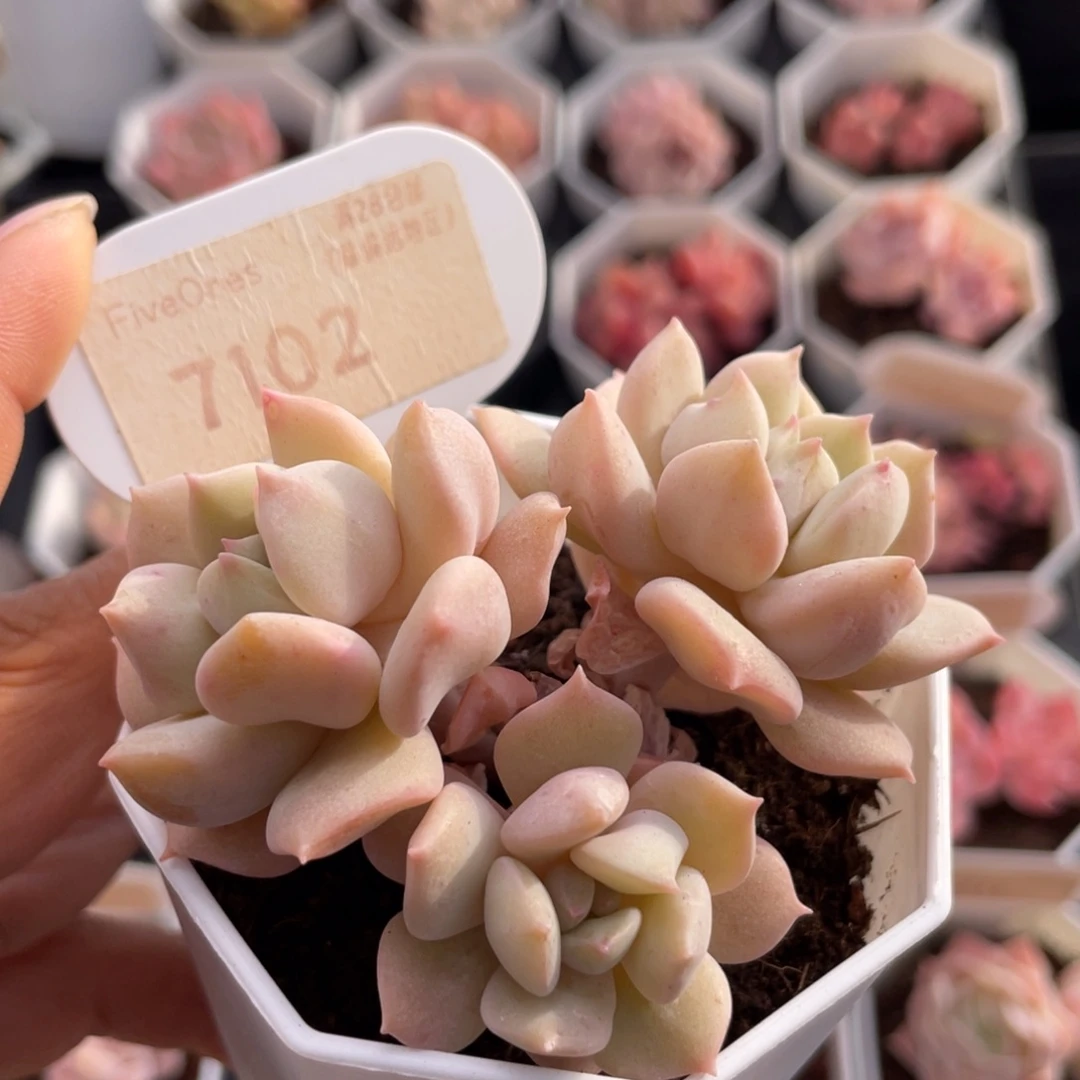 超奶7102-7.0厘米