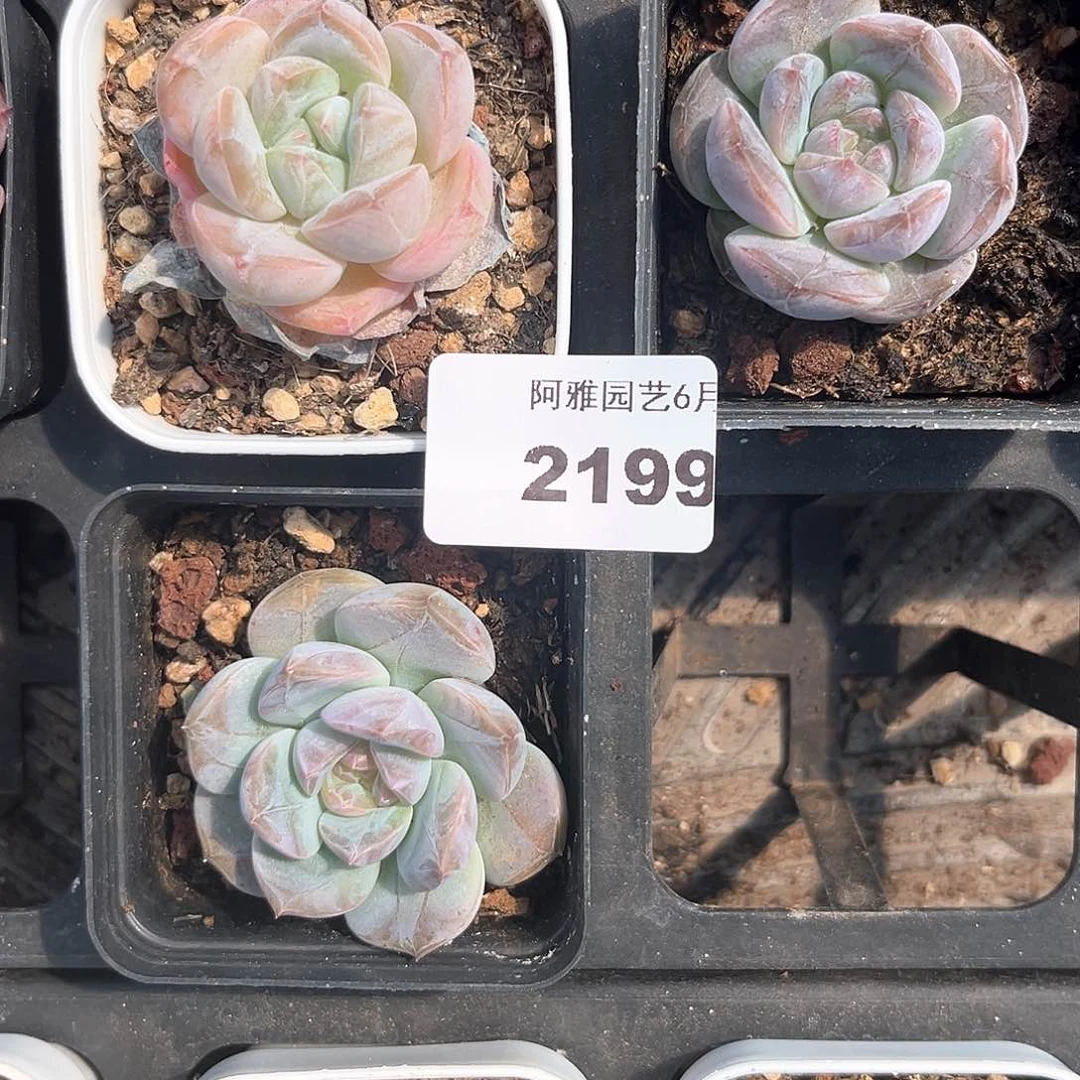 阿雅园艺。   2199