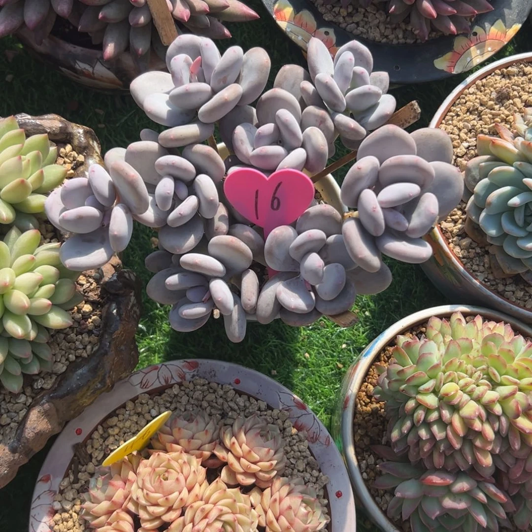 灼***梁多肉植物一物一拍