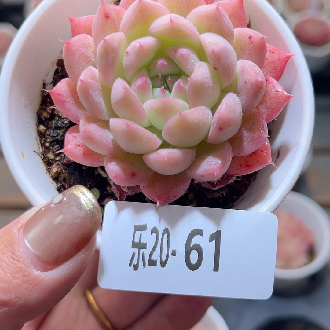 乐20-61 海王单头