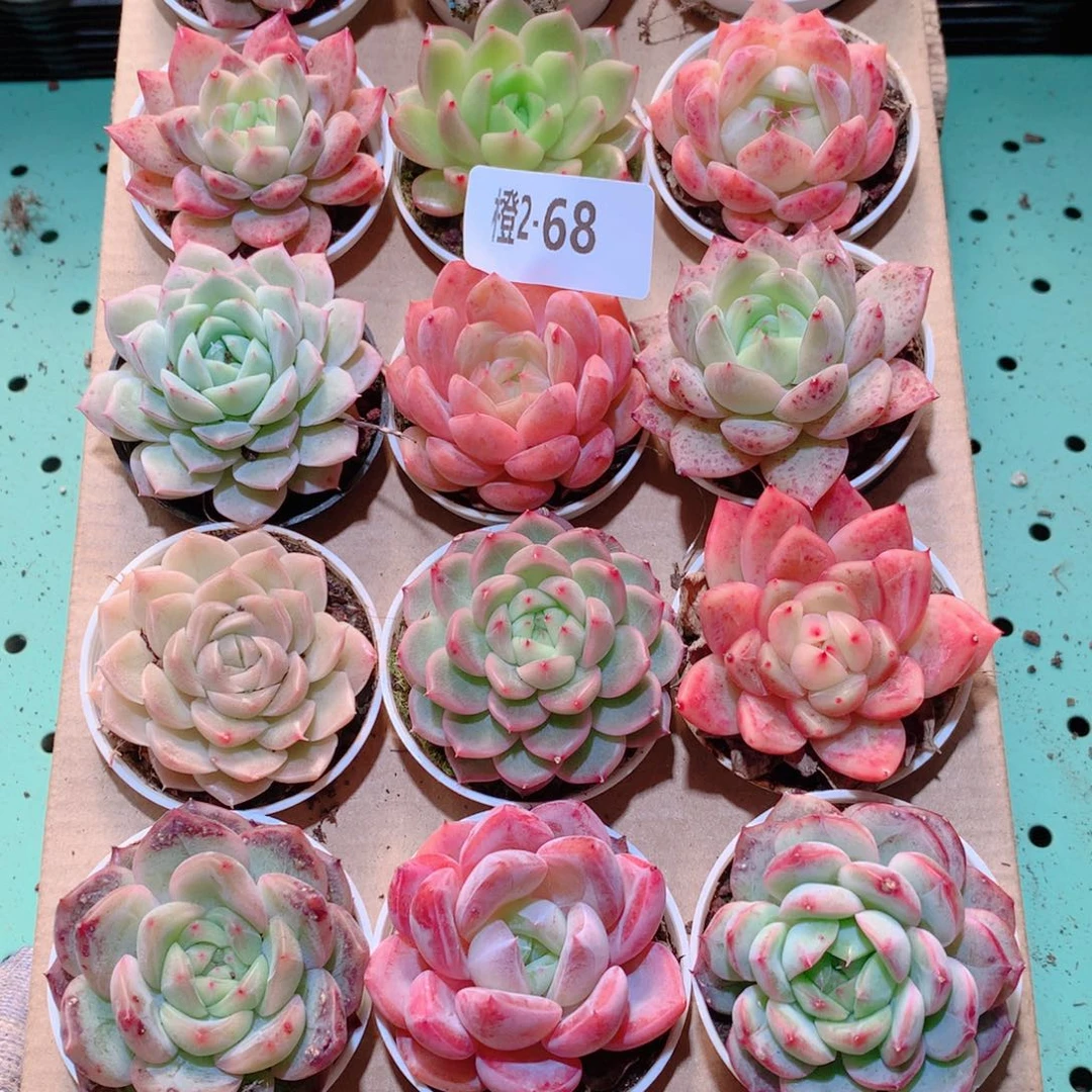 2-68一物一拍多肉带盆18颗