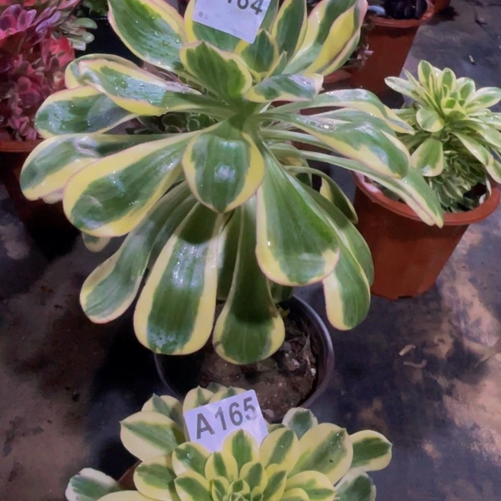 燕子紧184，165脱土发货