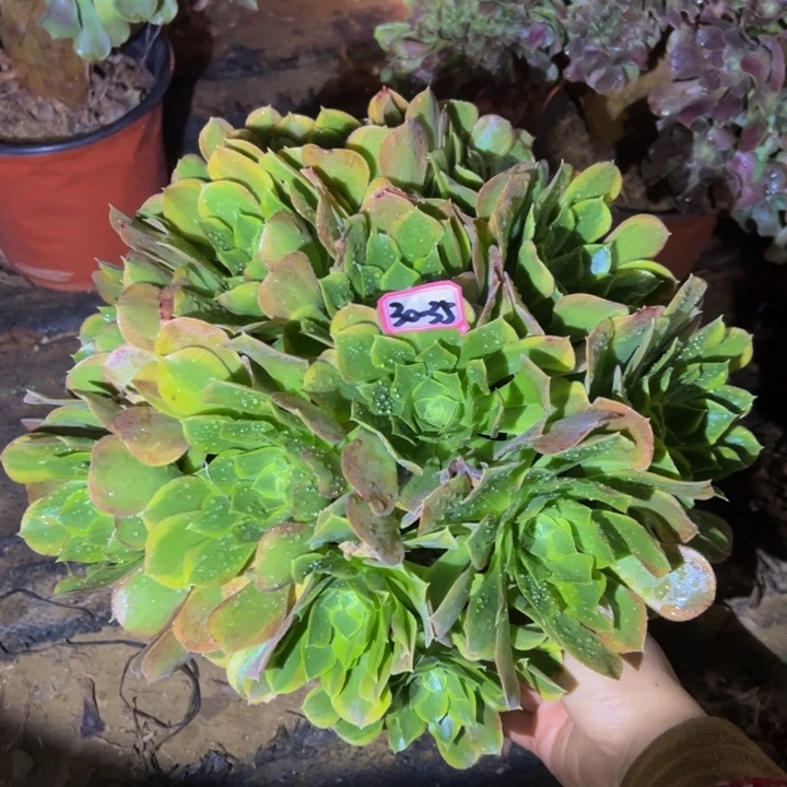 青蒙多肉植物30-35
