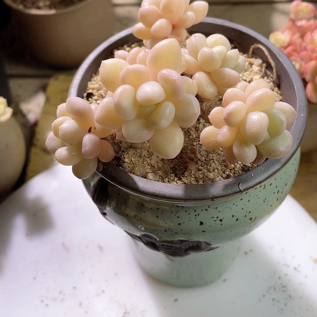 ?**行0644  玫瑰男孩 六月六