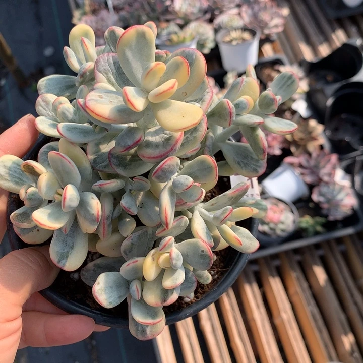 无花朵乒乓福娘锦1106