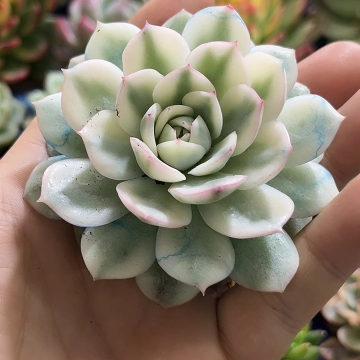 791粉水晶韩水晶锦炸无根