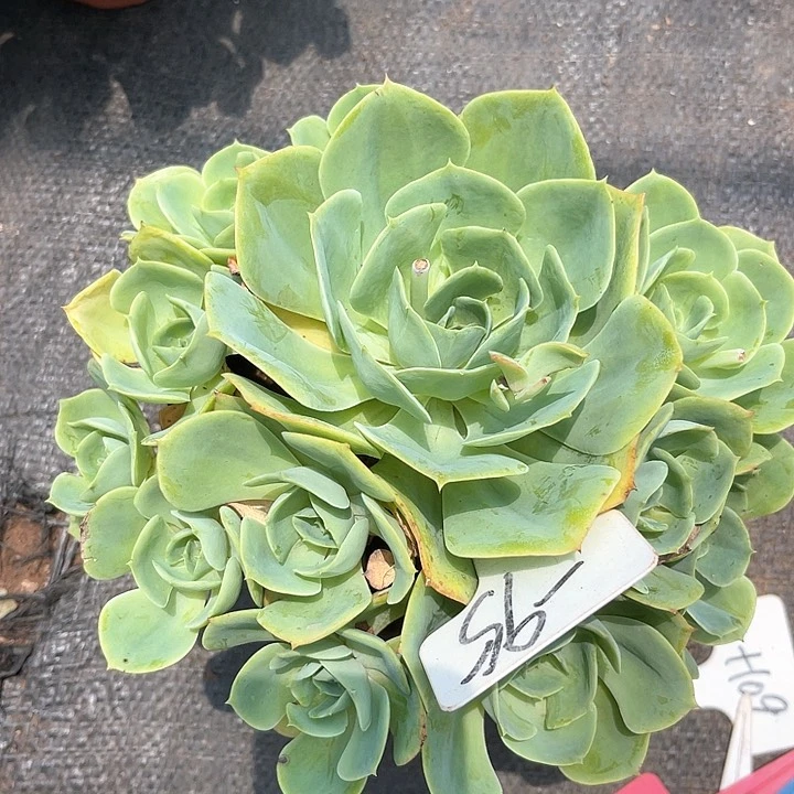 晨语多肉，一物一拍玫瑰 95