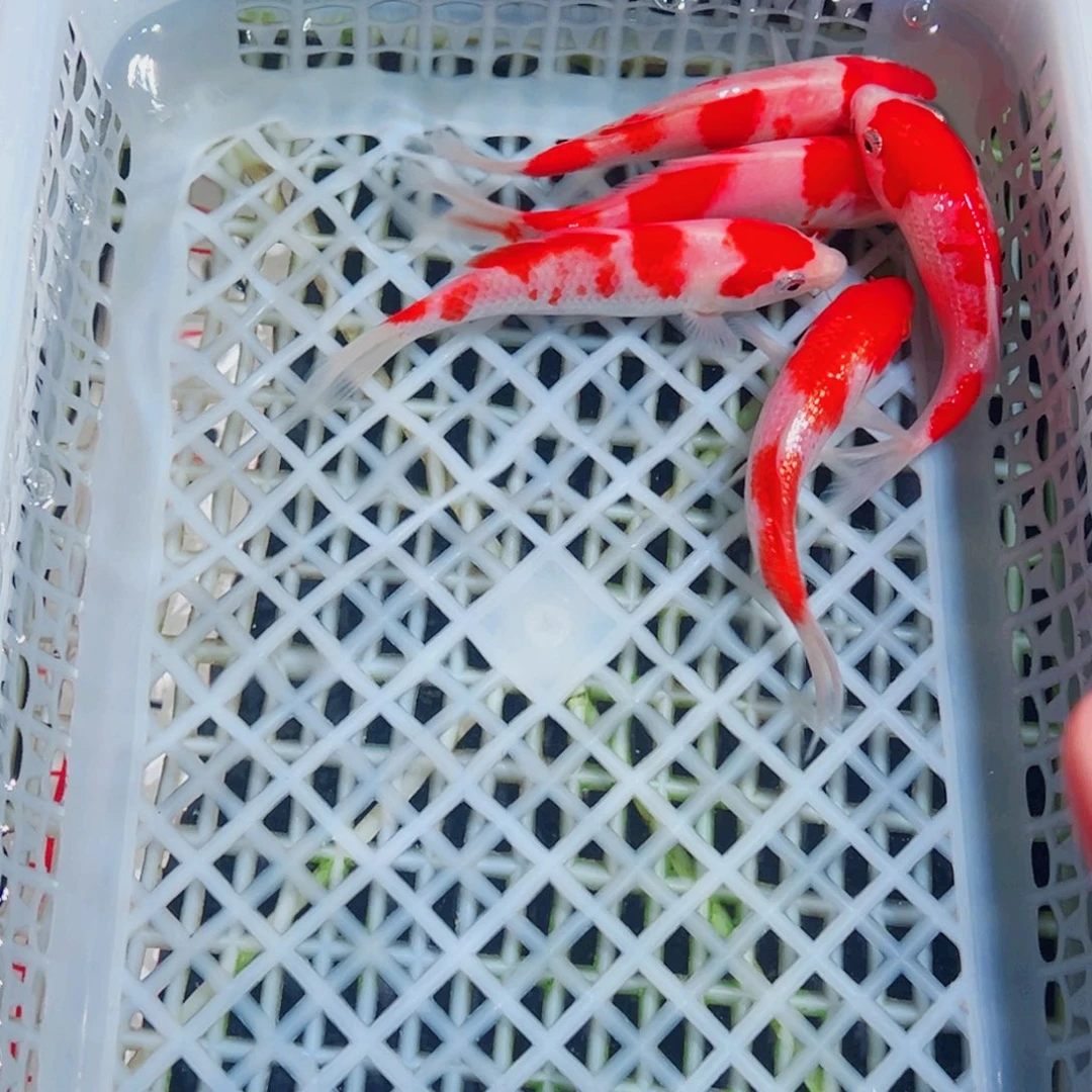 锦鲤锦鲤观赏鱼1111