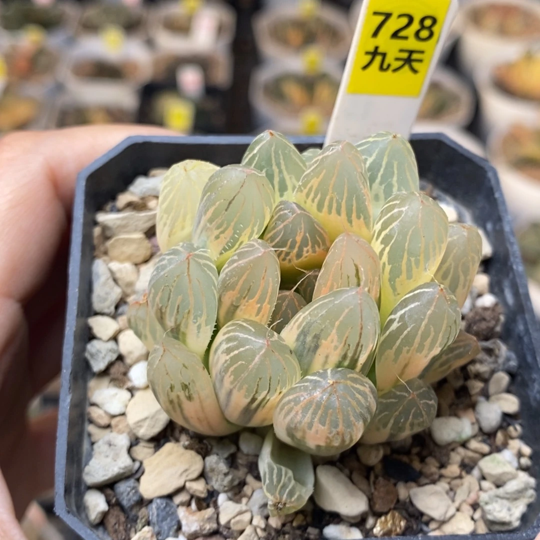 728号糊斑胭脂玉露锦
