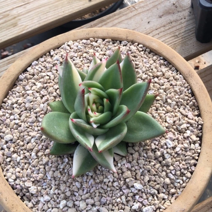 美乌锦超好看00000000001