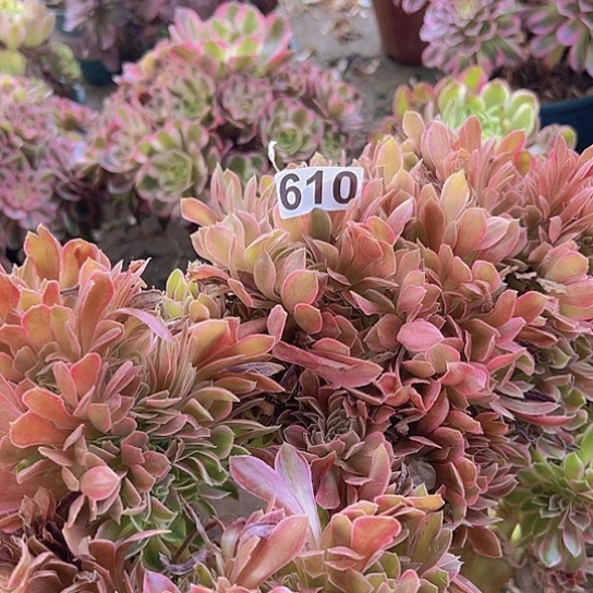 陽***光多肉植物一个法师