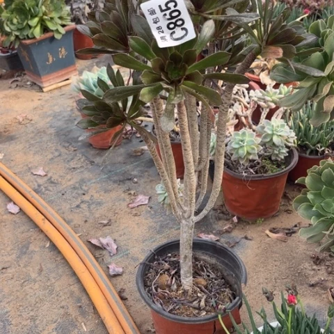 865灰法师不包断枝