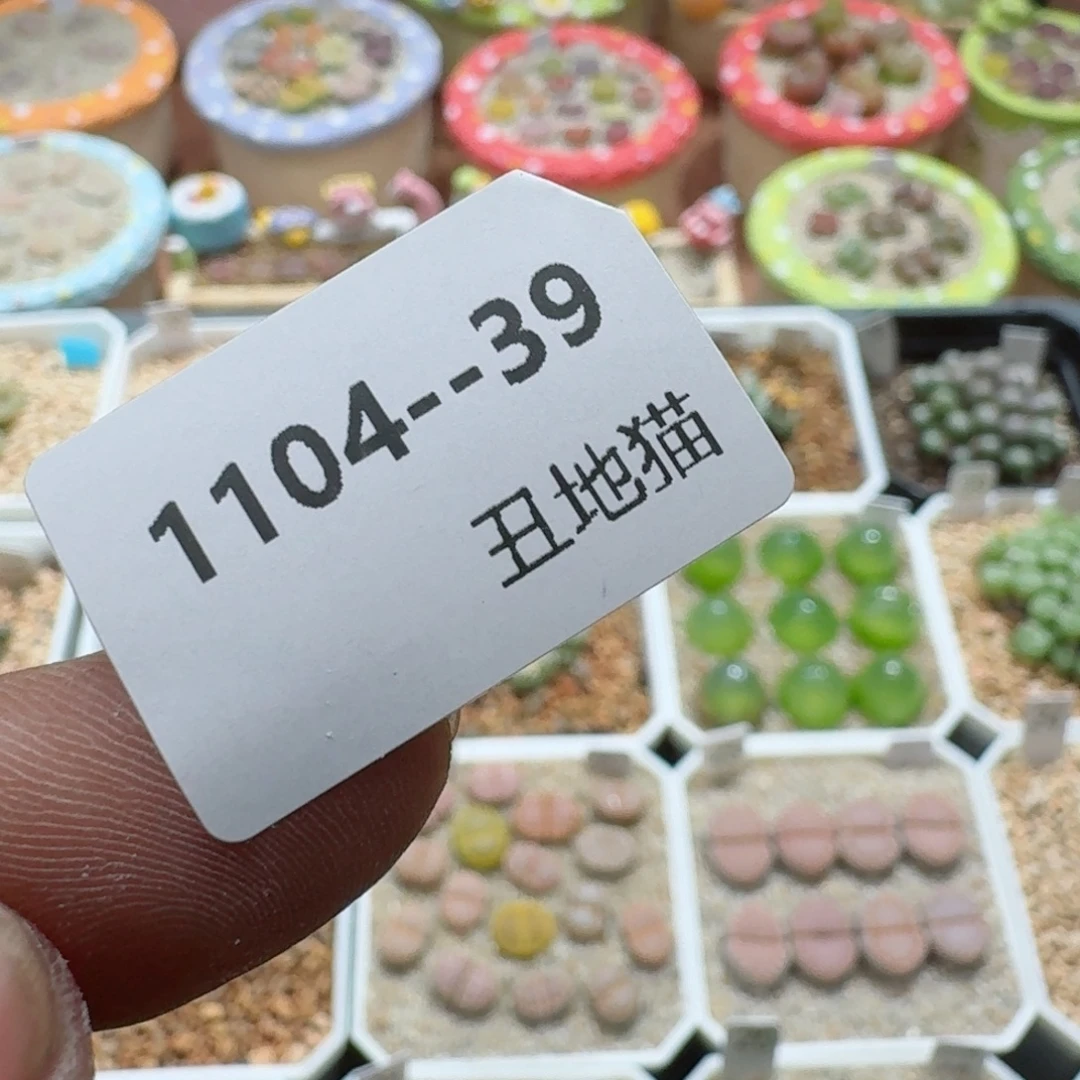 奶***廖1104-039盆盆盆盆