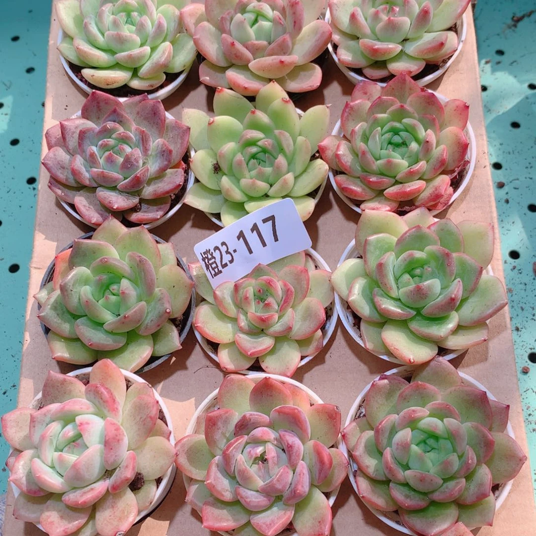 23-117一物一拍多肉带盆18颗