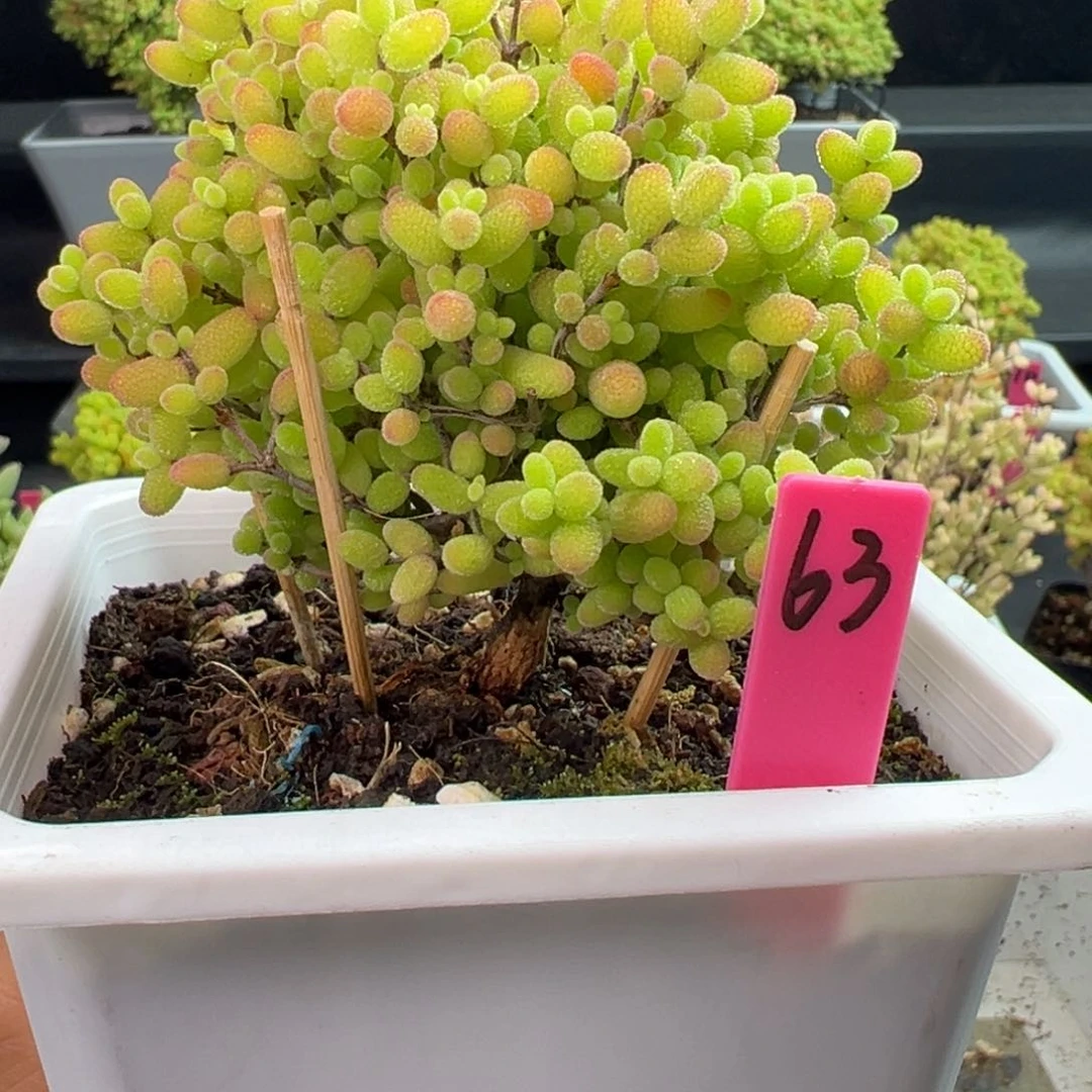 蜜橘糖球63号10cm盆