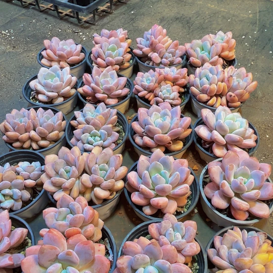 028多肉植物和植物的生长