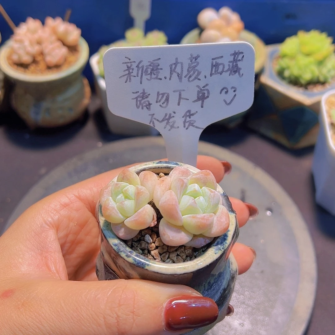 奶油冰玉，多肉植物，