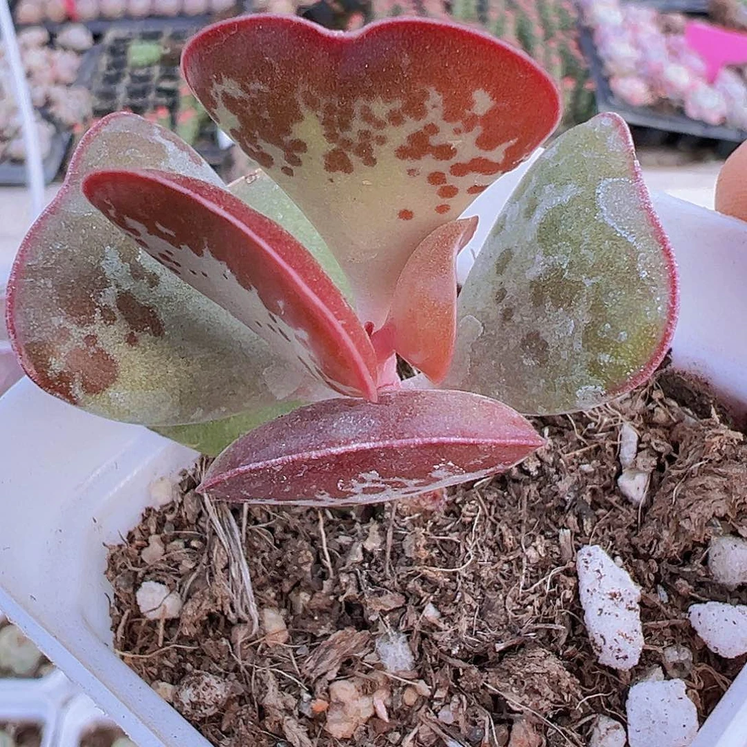 爱心水泡19包邮多肉植物