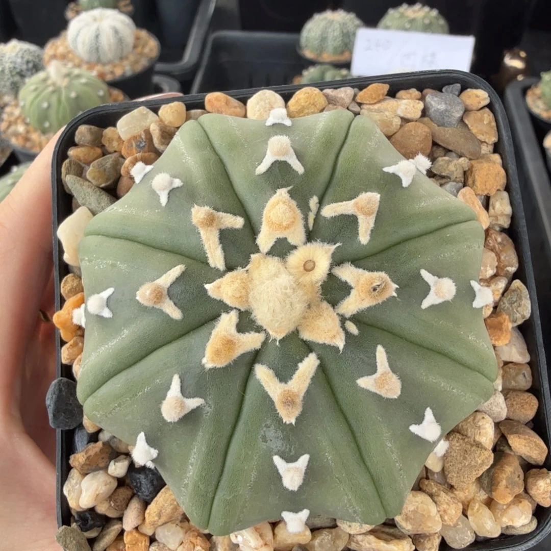 幸***满无花朵幸福满满海星琉璃 v