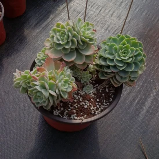 哈密瓜白覆轮锦群（刚长毛根）