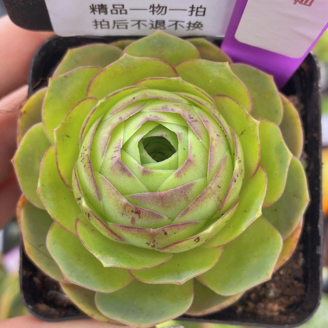 千寻玫瑰新年福利264