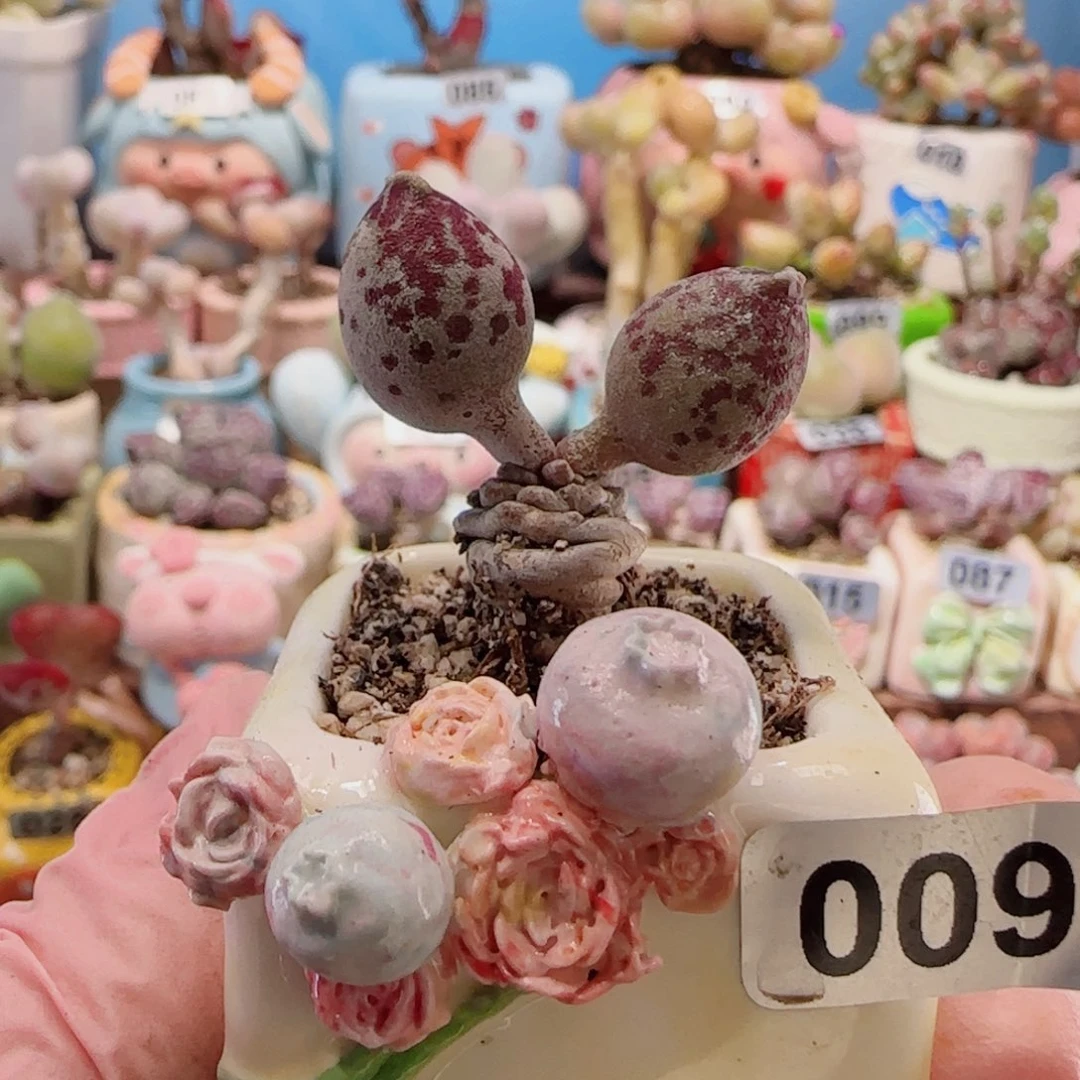 T阴阳海豹盆口2.5cm