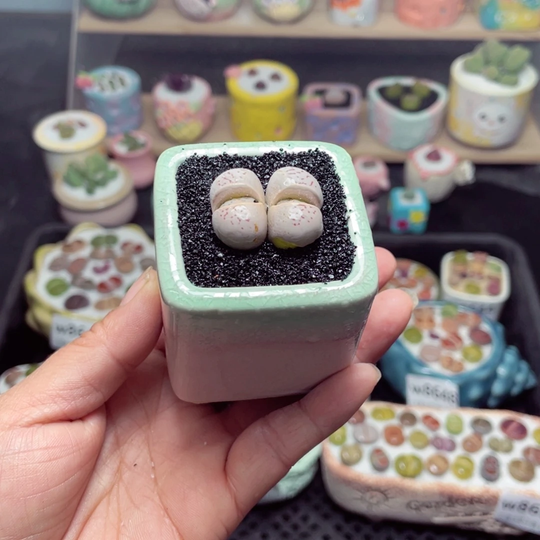 w8655 带盆土发货-零下地区拍保温箱