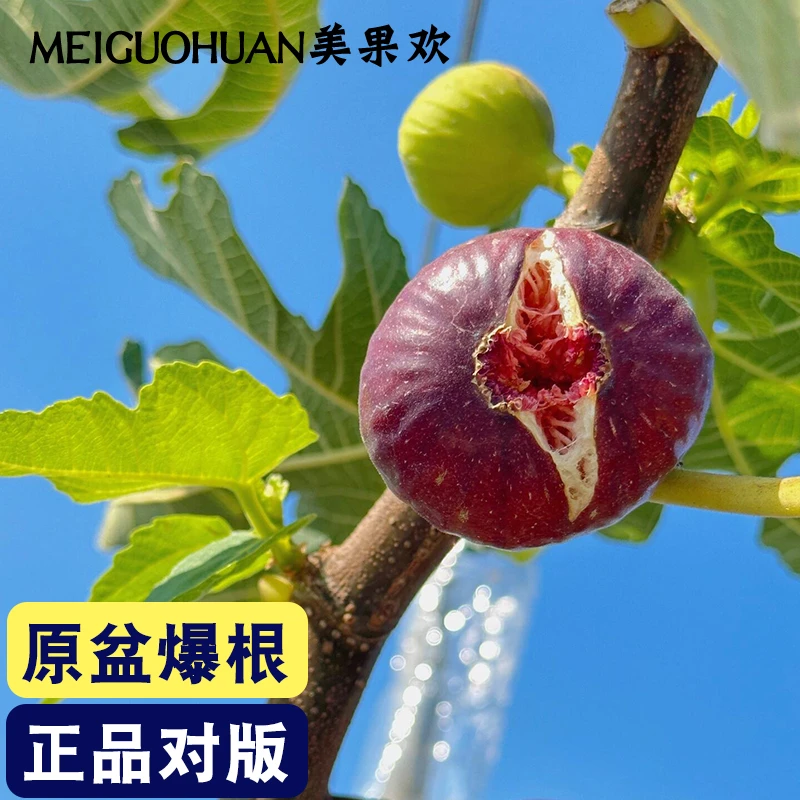 无花果树果苗波姬红特大果带果矮化盆栽四季南方北方当年结果种子