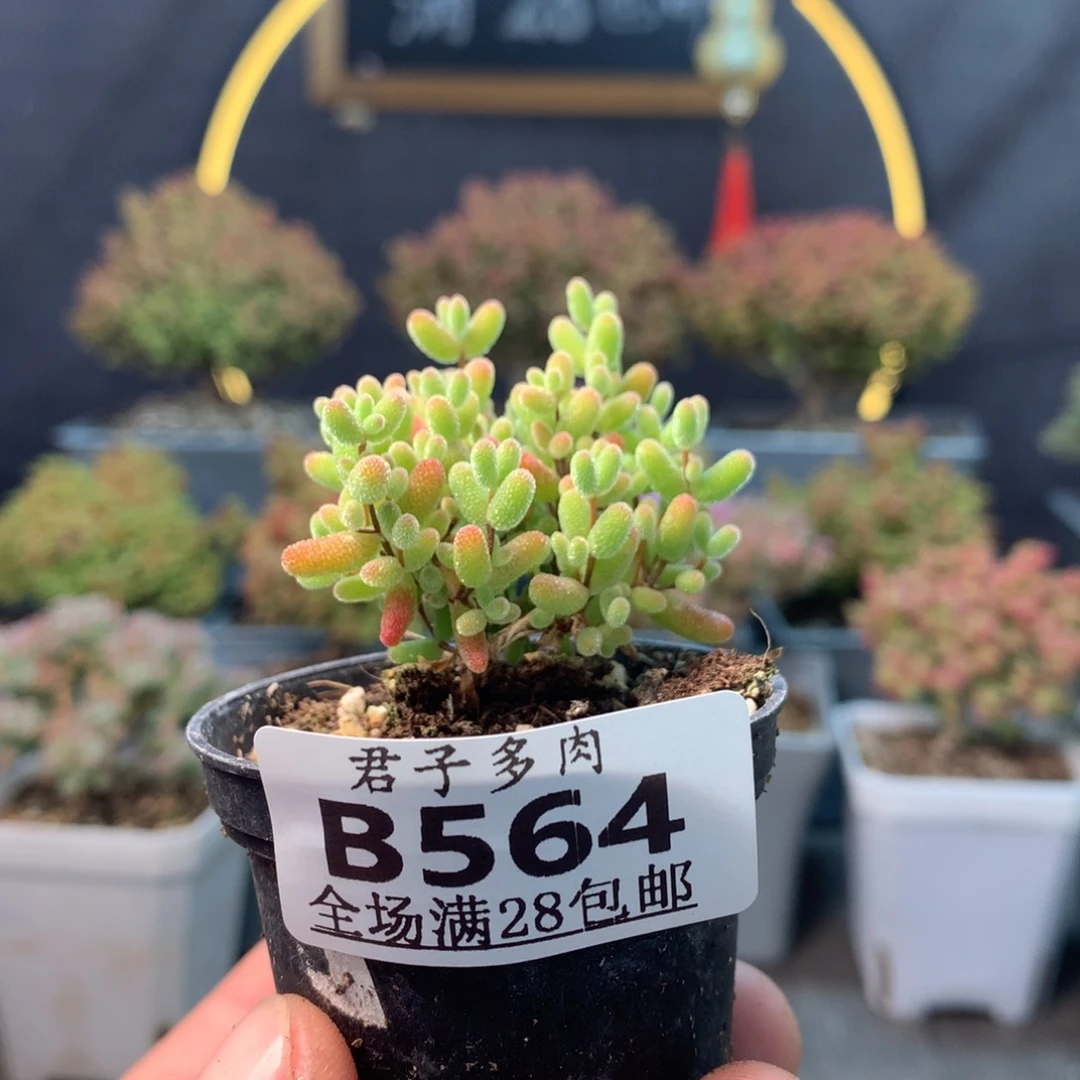 564蜜橘。
