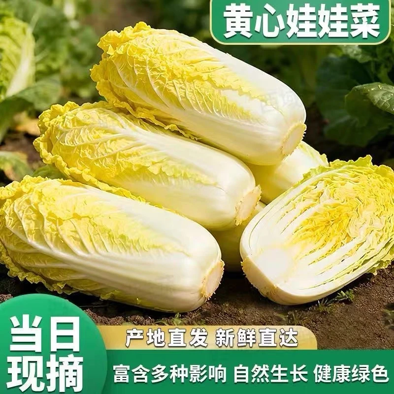 【现砍现发】霜打新鲜黄心娃娃菜 露天种植清甜可口新鲜小白菜5/9斤