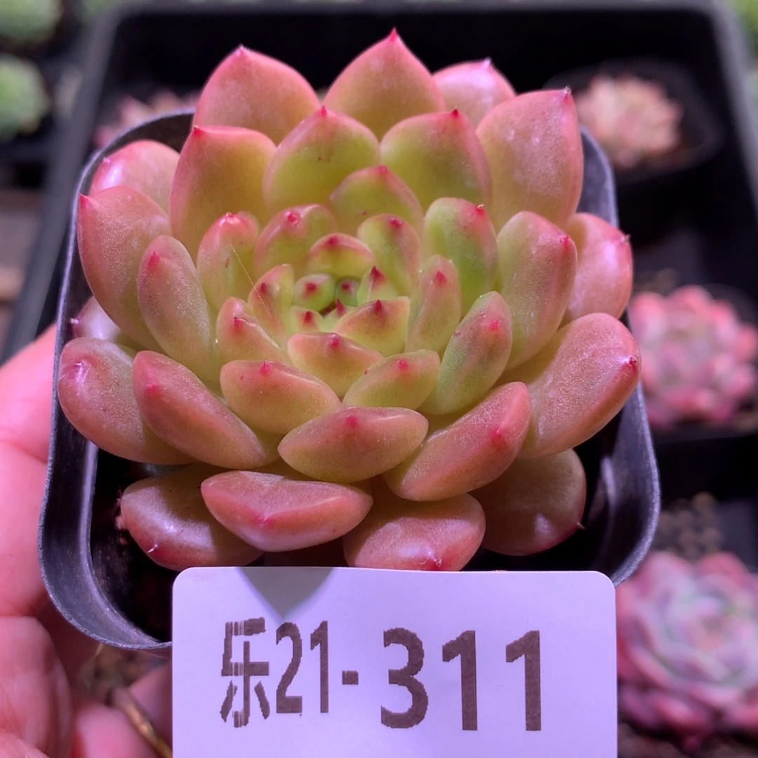 乐然21-311 灵翠单头