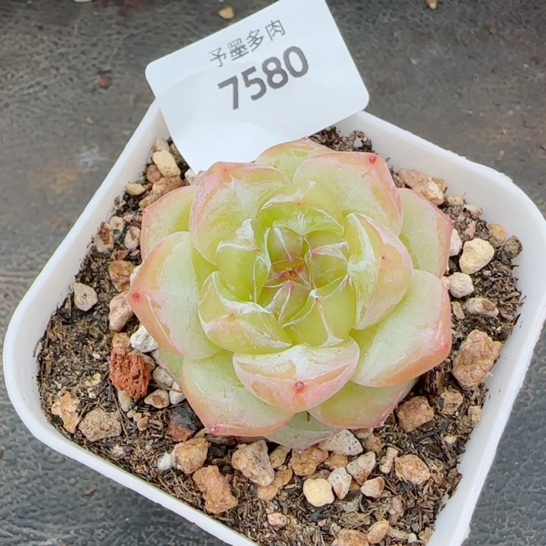 烛光，7580多肉植物