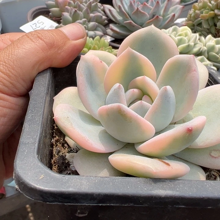 橙子锦多肉植物529