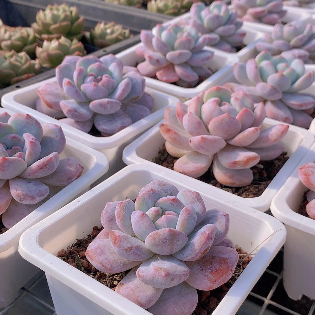 星影石化锦00000000000000