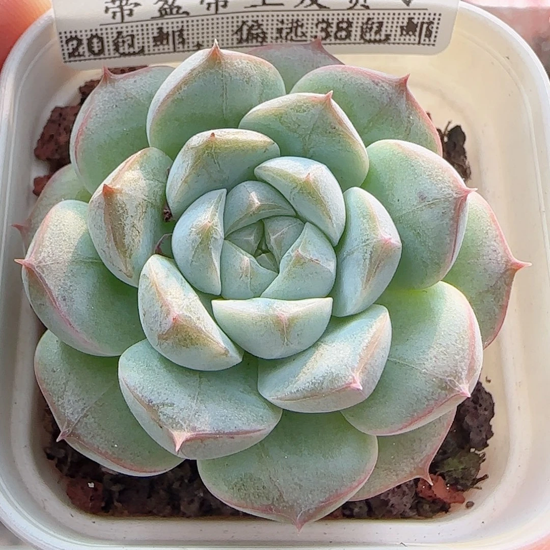 多肉0908-126福利