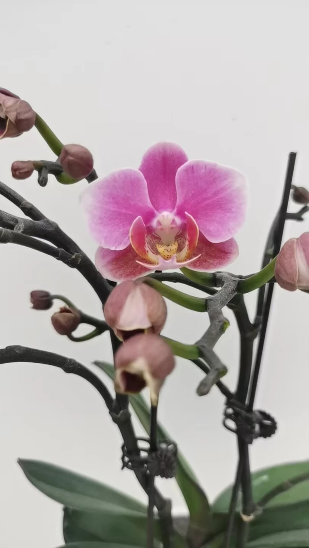 欢然花田培植蝴蝶兰（小芳）单双混发  叶片微瑕为正常现象无售后