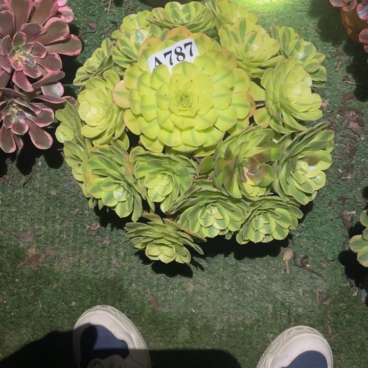 787号精品法师雨荷