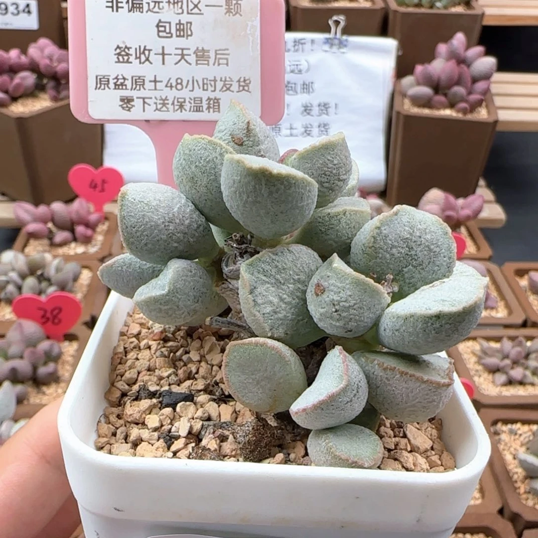 287粉雪蛋多肉植物微瑕