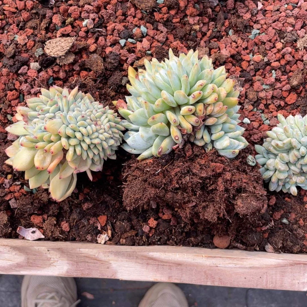 格*糖心星影缀化两个一组150