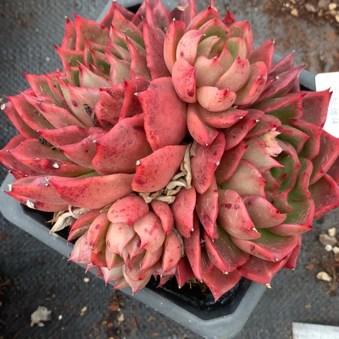 5705杂交多肉植物