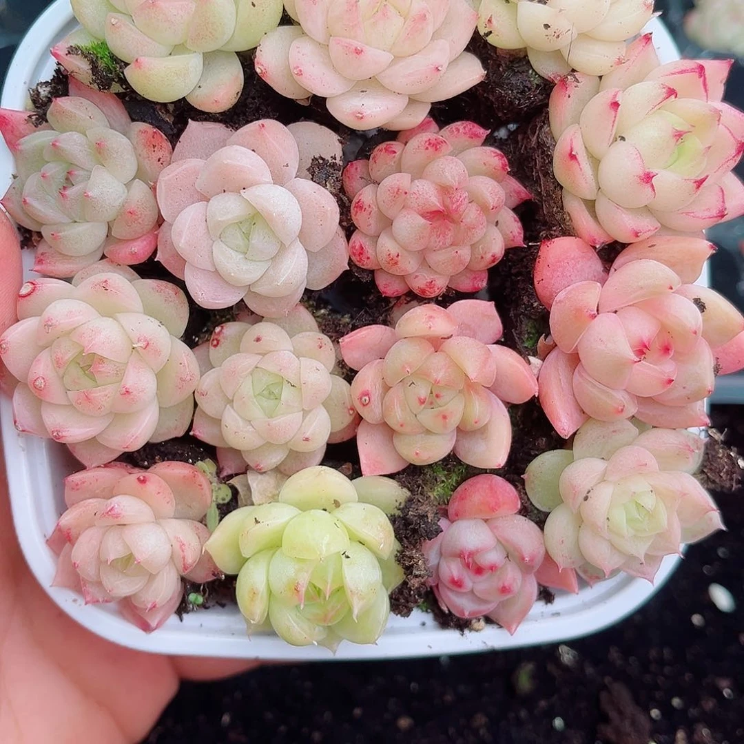 1-160 新疆西藏内蒙不发12.8包邮2-3公分多