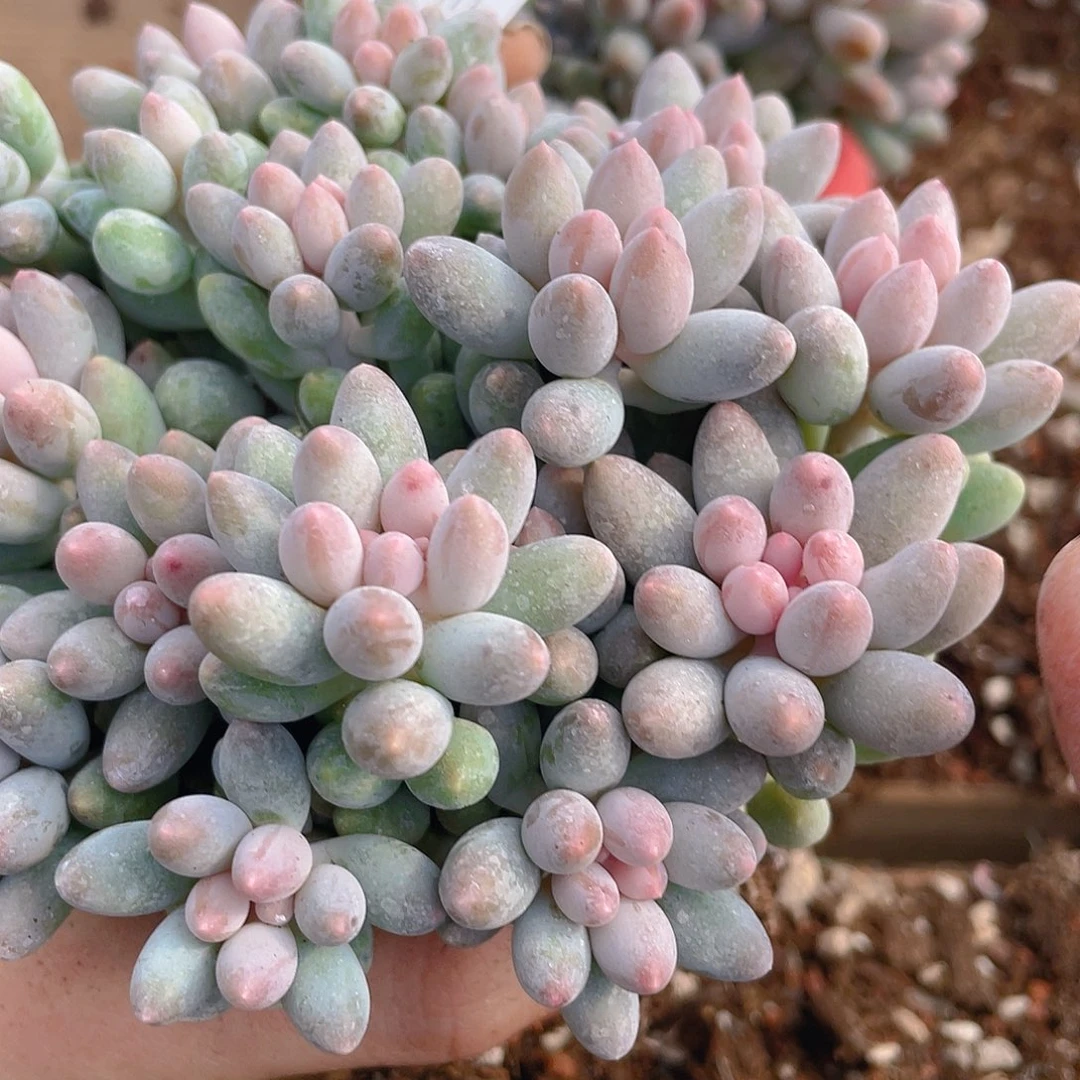 多肉植物多肉植物374