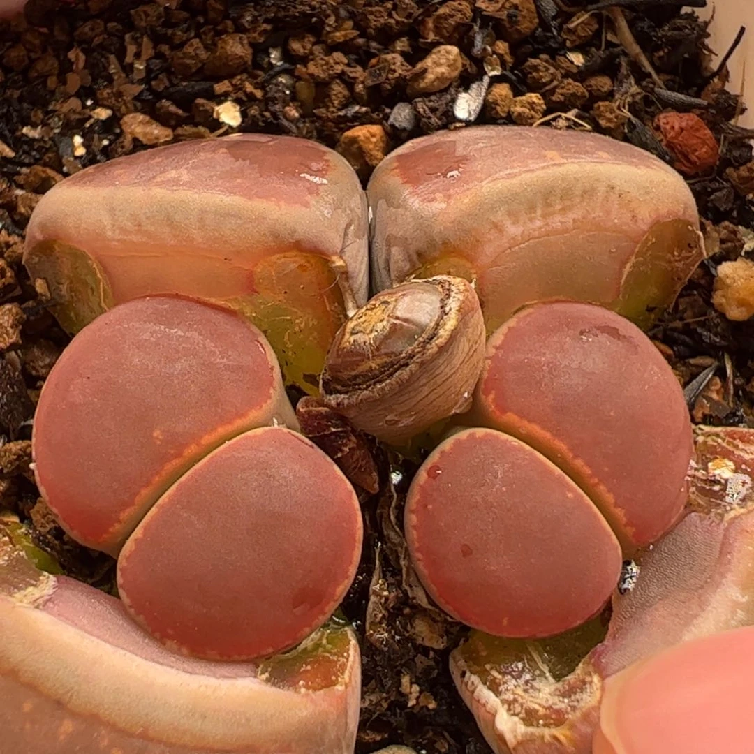 Ko母本带盆发货多肉