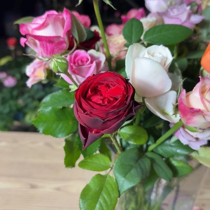 无花朵斗牛士小苗